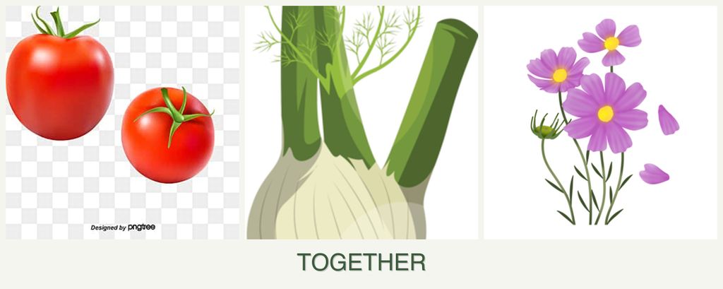 Can you plant tomatoes, fennel and cosmos together?