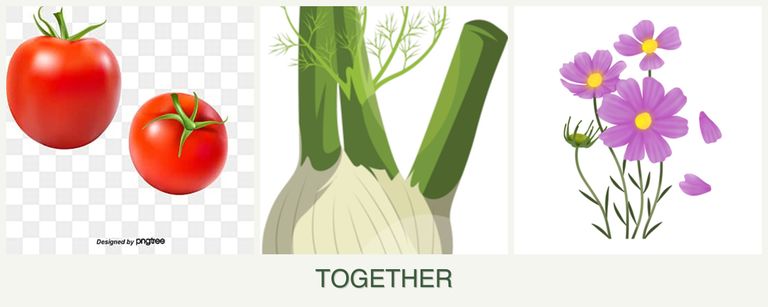 Can you plant tomatoes, fennel and cosmos together?