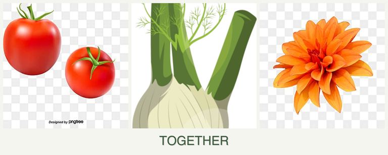 Can you plant tomatoes, fennel and dahlias together?