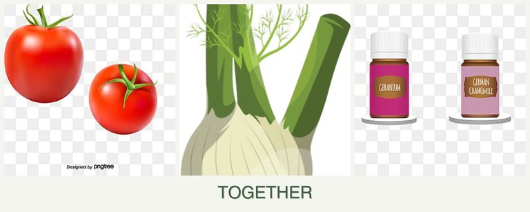 Can you plant tomatoes, fennel and geraniums together?