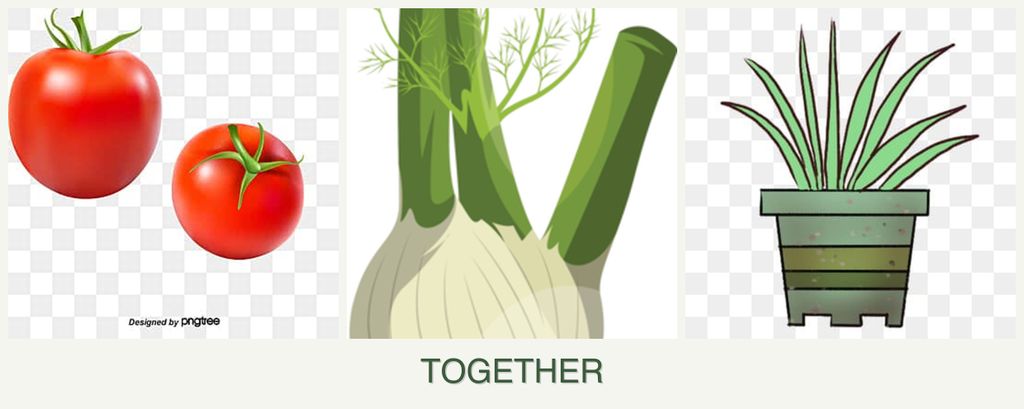 Can you plant tomatoes, fennel and lemongrass together?