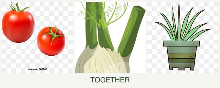 Can you plant tomatoes, fennel and lemongrass together?