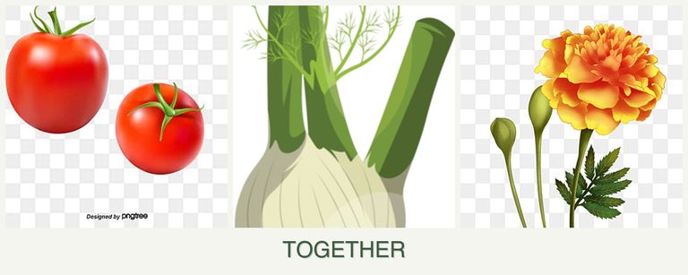 Can you plant tomatoes, fennel and marigolds together?