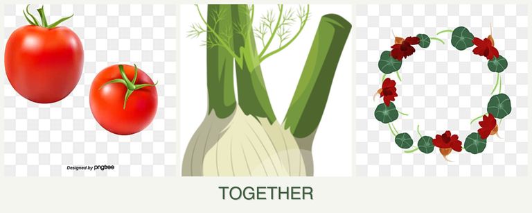 Can you plant tomatoes, fennel and nasturtiums together?