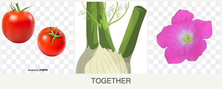 Can you plant tomatoes, fennel and petunias together?