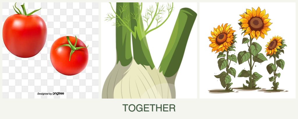 Can you plant tomatoes, fennel and sunflowers together?