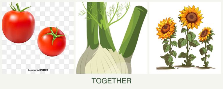 Can you plant tomatoes, fennel and sunflowers together?