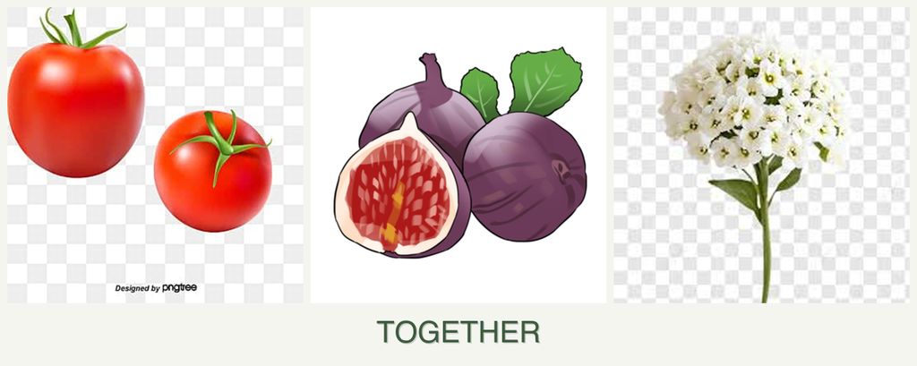 Can you plant tomatoes, figs and alyssum together?