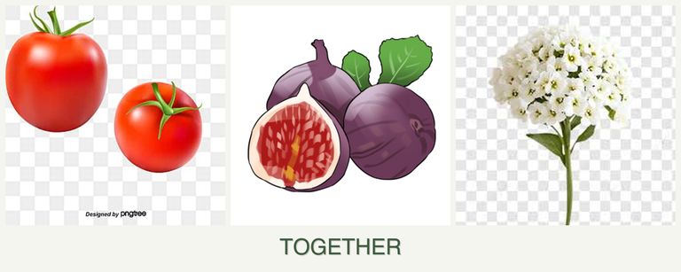Can you plant tomatoes, figs and alyssum together?