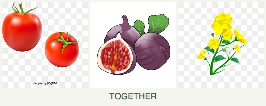 Can you plant tomatoes, figs and calendula together?