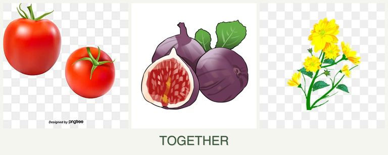 Can you plant tomatoes, figs and calendula together?