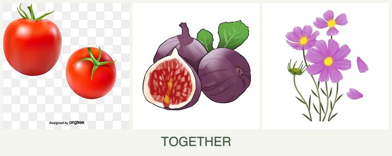 Can you plant tomatoes, figs and cosmos together?