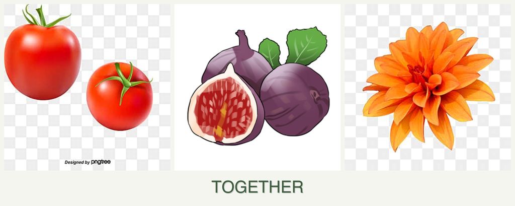 Can you plant tomatoes, figs and dahlias together?