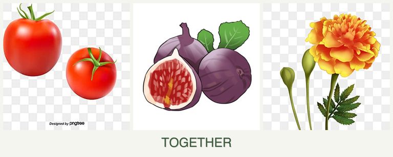 Can you plant tomatoes, figs and marigolds together?