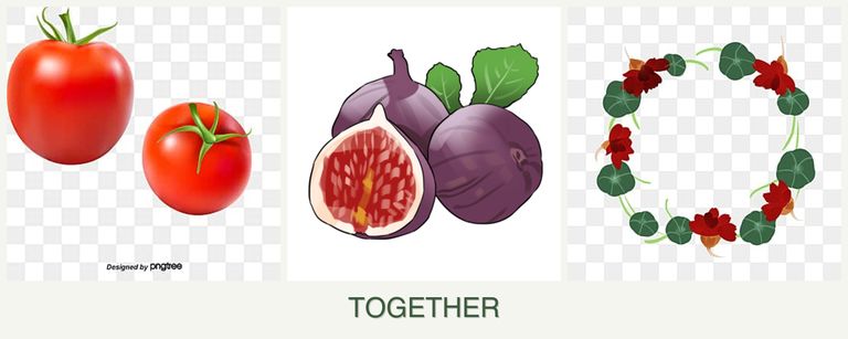 Can you plant tomatoes, figs and nasturtiums together?