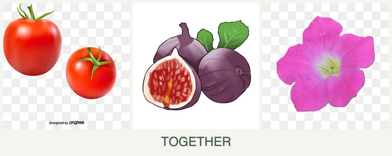 Can you plant tomatoes, figs and petunias together?