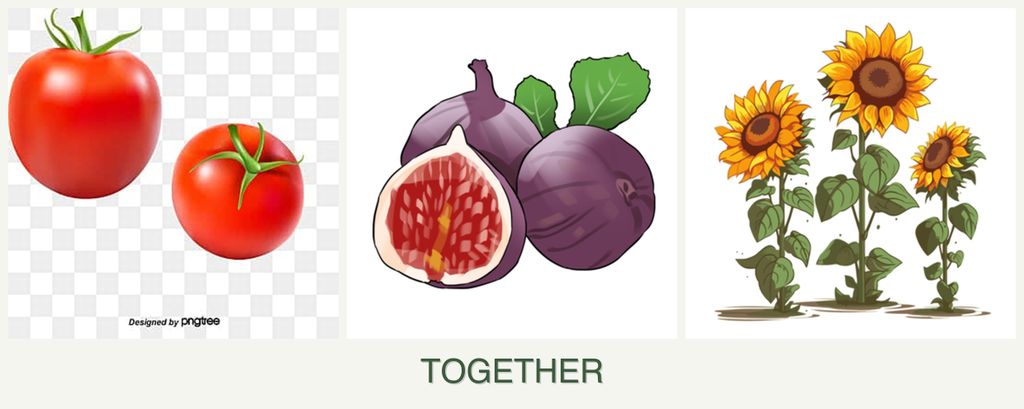 Can you plant tomatoes, figs and sunflowers together?