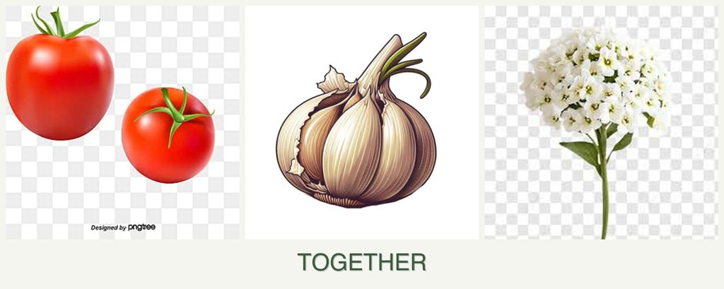 Can you plant tomatoes, garlic and alyssum together?