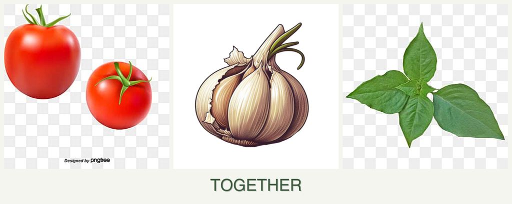 Can you plant tomatoes, garlic and basil together?