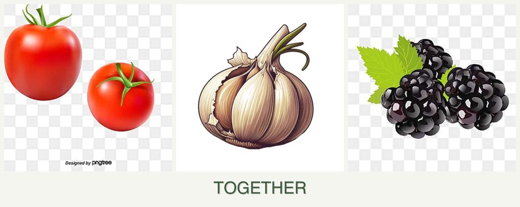 Can you plant tomatoes, garlic and blackberries together?