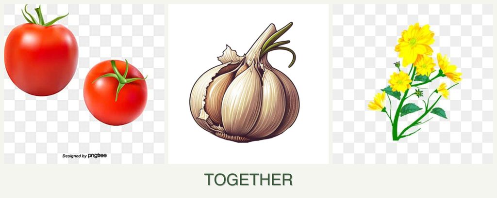 Can you plant tomatoes, garlic and calendula together?