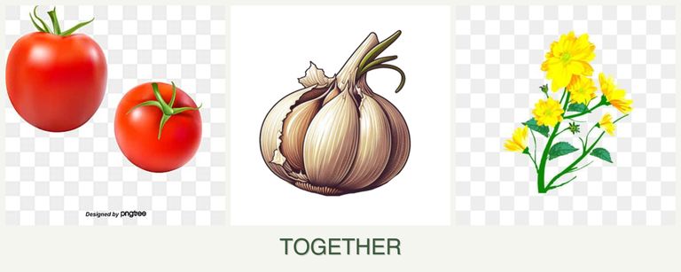 Can you plant tomatoes, garlic and calendula together?