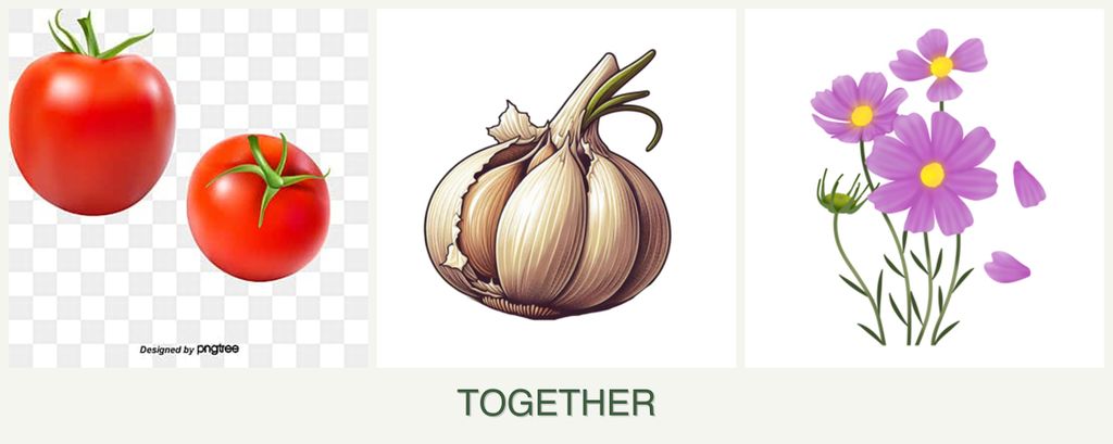 Can you plant tomatoes, garlic and cosmos together?