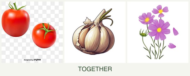 Can you plant tomatoes, garlic and cosmos together?
