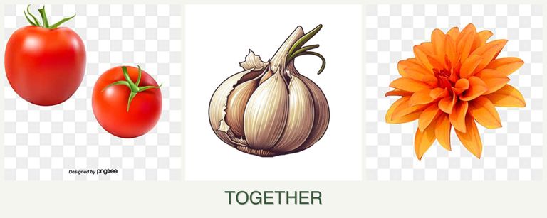 Can you plant tomatoes, garlic and dahlias together?