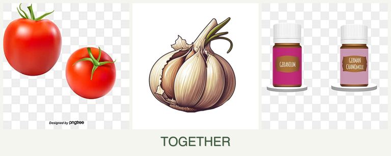 Can you plant tomatoes, garlic and geraniums together?