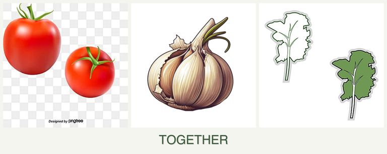 Can you plant tomatoes, garlic and kale together?