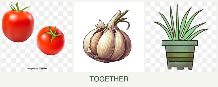 Can you plant tomatoes, garlic and lemongrass together?