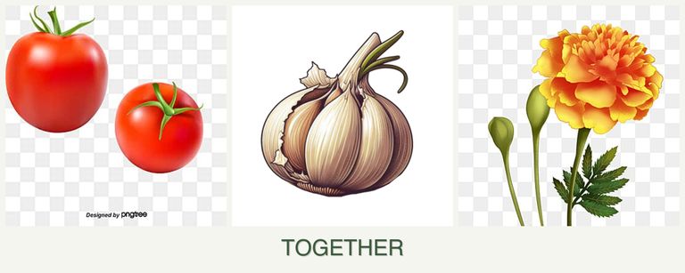 Can you plant tomatoes, garlic and marigolds together?