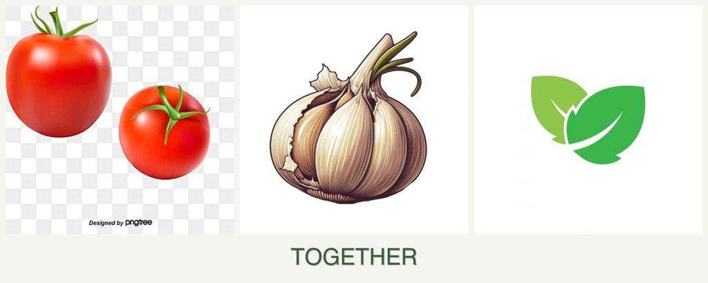 Can you plant tomatoes, garlic and mint together?