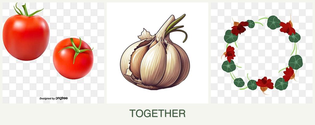 Can you plant tomatoes, garlic and nasturtiums together?