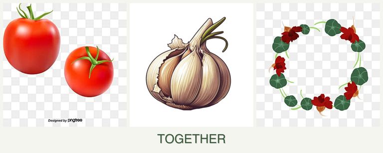 Can you plant tomatoes, garlic and nasturtiums together?
