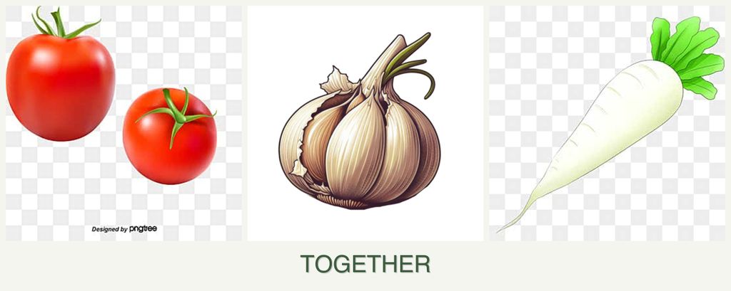 Can you plant tomatoes, garlic and radishes together?