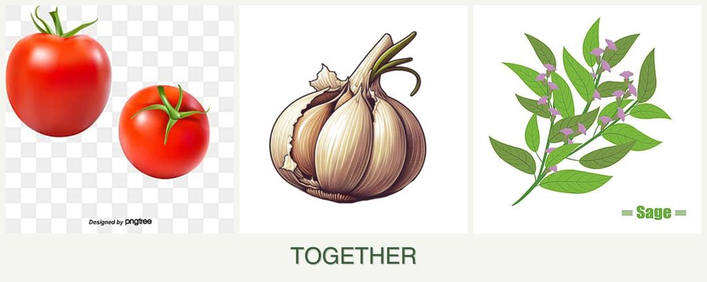Can you plant tomatoes, garlic and sage together?