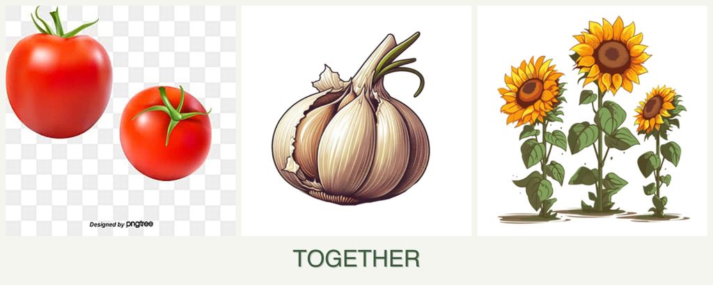 Can you plant tomatoes, garlic and sunflowers together?