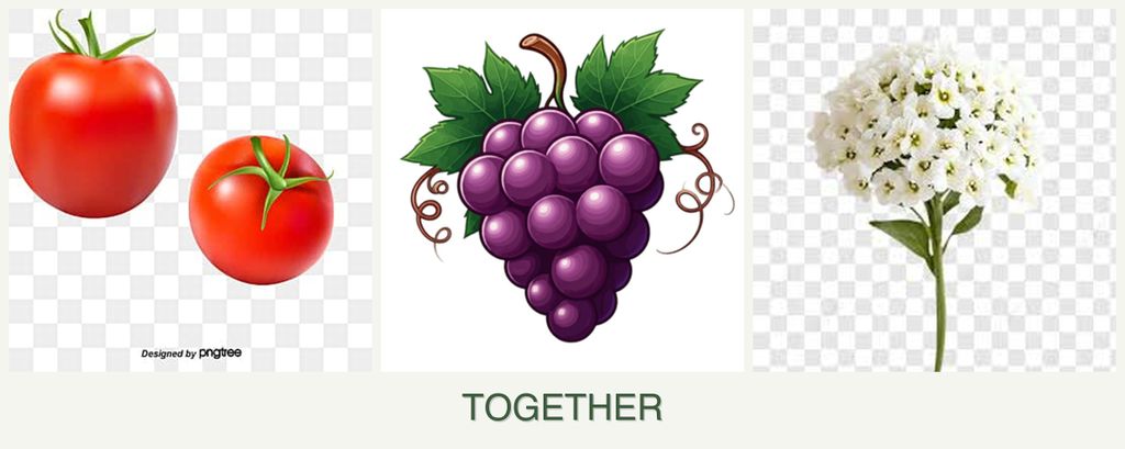 Can you plant tomatoes, grapes and alyssum together?