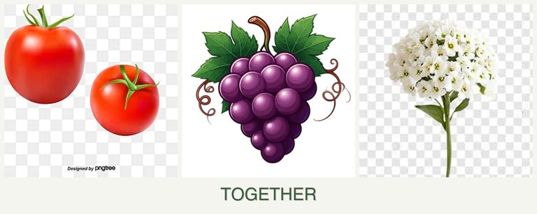 Can you plant tomatoes, grapes and alyssum together?