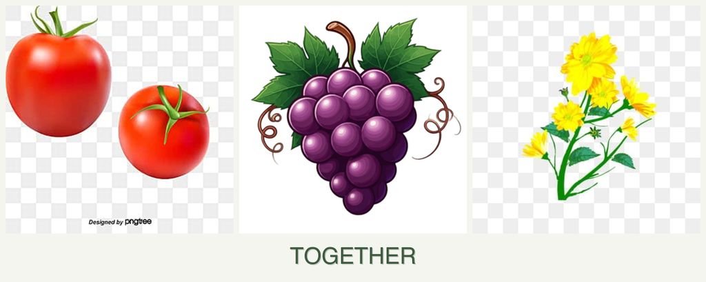 Can you plant tomatoes, grapes and calendula together?