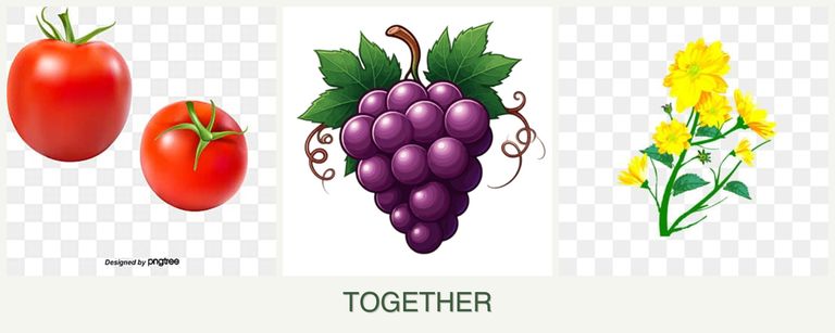 Can you plant tomatoes, grapes and calendula together?