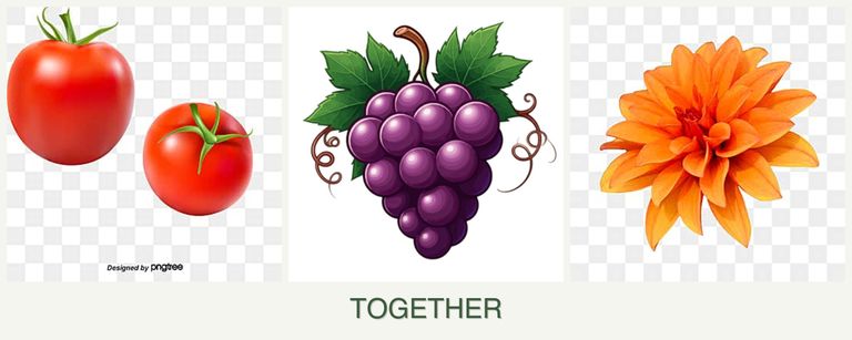 Can you plant tomatoes, grapes and dahlias together?