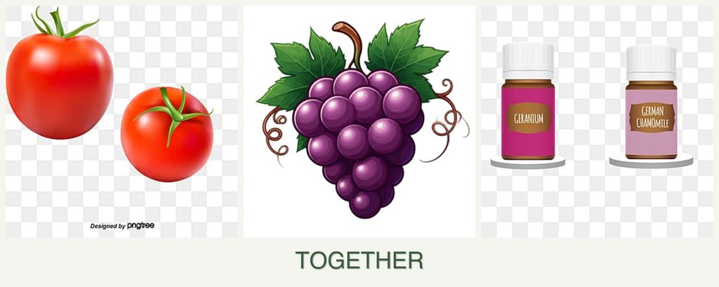 Can you plant tomatoes, grapes and geraniums together?