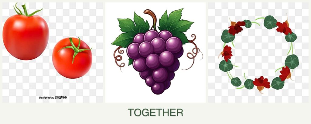 Can you plant tomatoes, grapes and nasturtiums together?