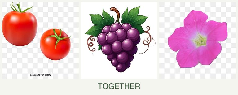 Can you plant tomatoes, grapes and petunias together?