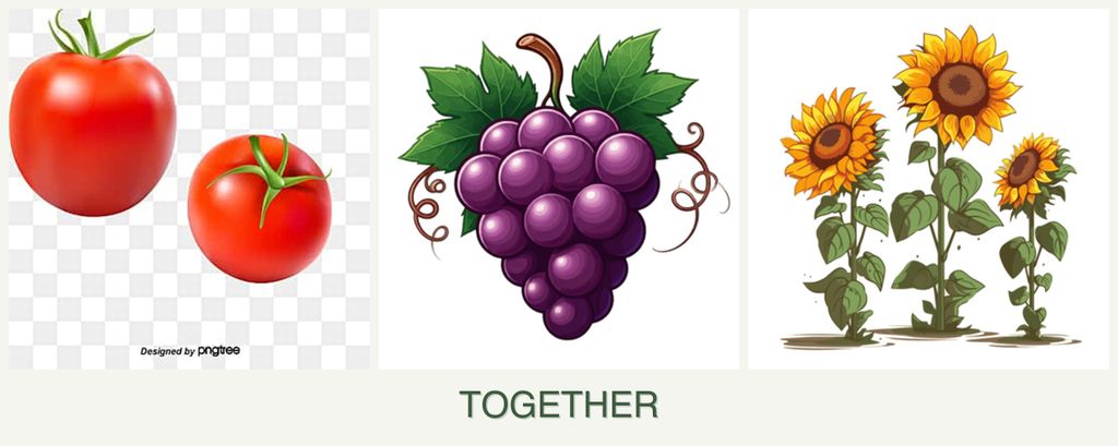 Can you plant tomatoes, grapes and sunflowers together?