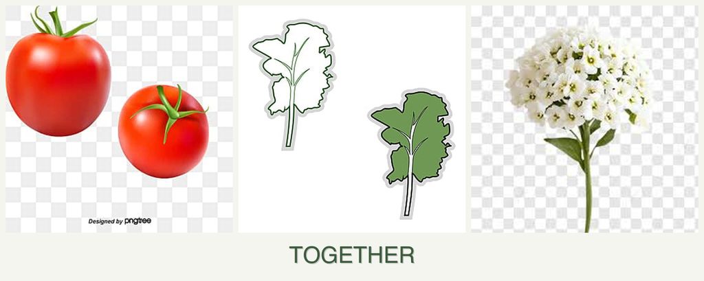 Can you plant tomatoes, kale and alyssum together?