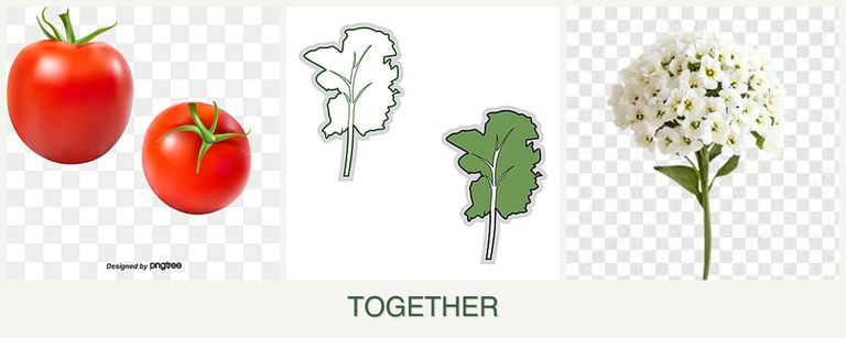 Can you plant tomatoes, kale and alyssum together?
